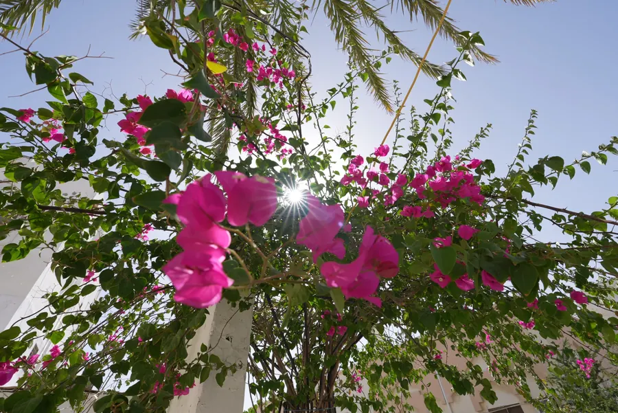 ضوء الجهنمية